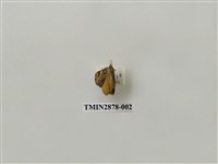 藏品(尺蛾606)的圖片